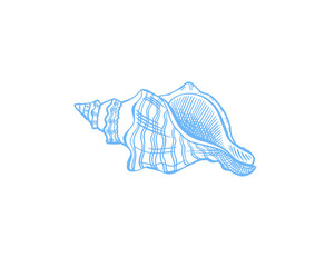Seashell sketch drawing vector illustration.