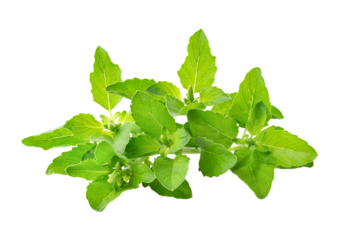 Holy Basil isolate on transparent png