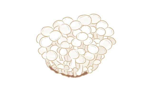 Isolated group of white beech mushroom in illustration footage video