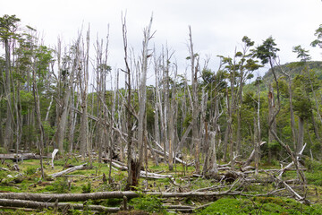 Woodland destroyed by beavers, Tierra del Fuego park, Argentina