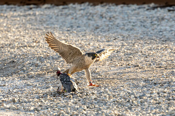 Falcon eating a pigeon 