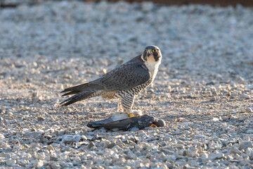 Falcon eating a pigeon 