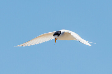 Australian Fairy Tern in Western Australia