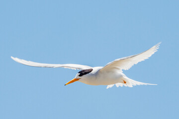 Fototapeta na wymiar Australian Fairy Tern in Western Australia