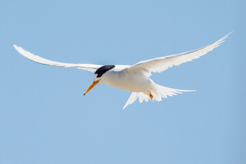 Fototapeta premium Australian Fairy Tern in Western Australia