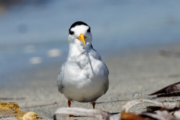 Australian Fairy Tern in Western Australia