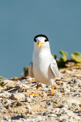 Australian Fairy Tern in Western Australia