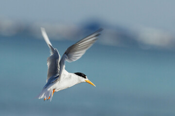 Australian Fairy Tern in Western Australia