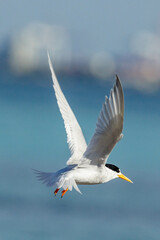Australian Fairy Tern in Western Australia