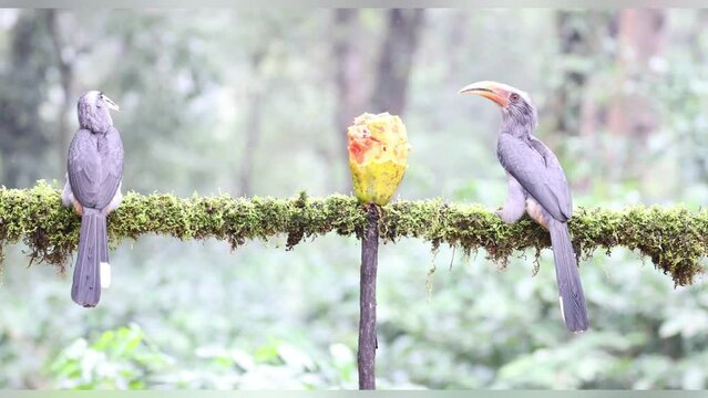 Beautiful Video of Malabar grey hornbill bird having fruits with beautiful background at Coorg,Karnataka,India

