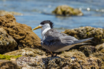 Great Crested Tern in Western Australia