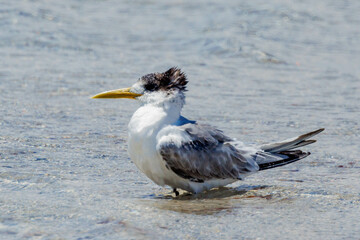 Great Crested Tern in Western Australia