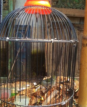 bird in cage, a pleci bird in a cage 