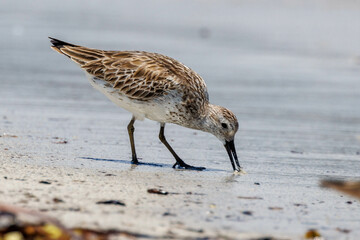Great Knot in Western Australia