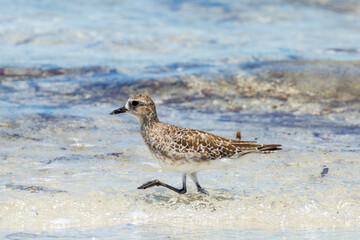 Obraz premium Black-bellied or Grey Plover in Australia