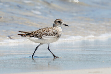 Black-bellied or Grey Plover in Australia