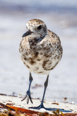 Black-bellied or Grey Plover in Australia