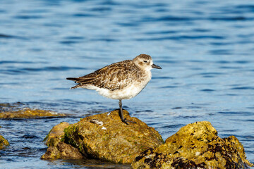 Black-bellied or Grey Plover in Australia