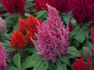 Beautiful and colorful bush of  Celosia argentea (plumed cockscomb or silver cock's comb). Famous decoration flower tree in garden.