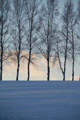 夕暮れの雪原と白樺並木
