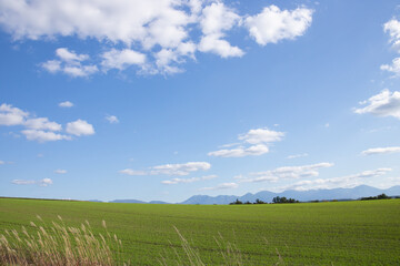 Obraz premium 秋の晴れた日の緑の麦畑と山並み 十勝岳連峰 