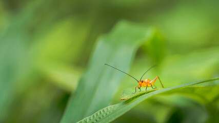 Close-up of small cricket on green grass in morning, Wonderful young little grasshopper, Nature blurred background, Colorful insect photo.