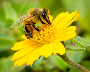 bees taking pollen from a yellow flower