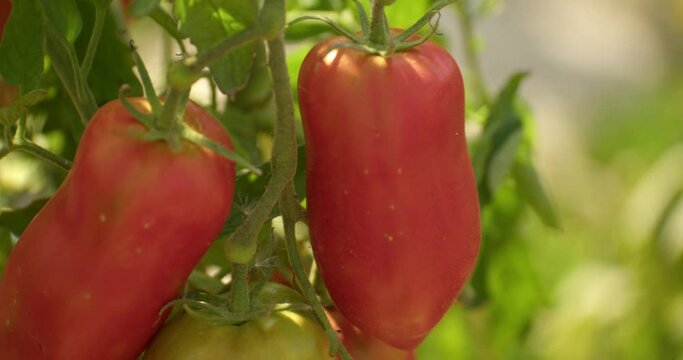 Rack Focus On Red Ripe San Marzano Tomatoes On Vine. closeup