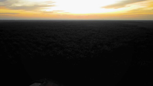 Cinematic 4K Drone Footage of Onshore Drilling Rig equipment structure for oil exploration and exploitation in the middle of jungle surrounded by palm oil trees during sunset and high oil price.