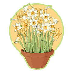 Sticker daffodils in a pot.Vector illustration.