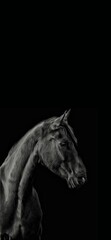 Fototapeta na wymiar Black horse on black background