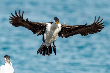 Pied Cormorant in Western Australia