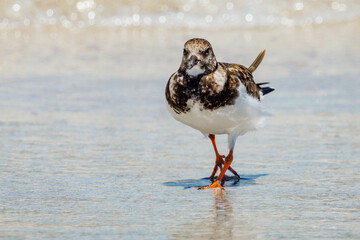 Ruddy Turnstone Wader in Australia