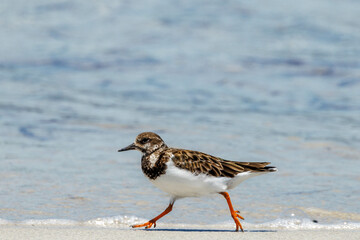 Ruddy Turnstone Wader in Australia