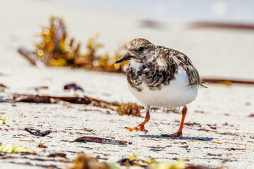 Ruddy Turnstone Wader in Australia