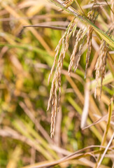 The ears of rice ripening under the sun in autumn