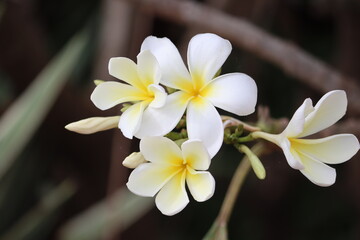Cambodia. Plumeria, known as frangipani, is a genus of flowering plants in the subfamily Rauvolfioideae, of the family Apocynaceae.