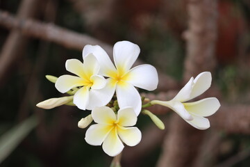 Naklejka na ściany i meble Cambodia. Plumeria, known as frangipani, is a genus of flowering plants in the subfamily Rauvolfioideae, of the family Apocynaceae.