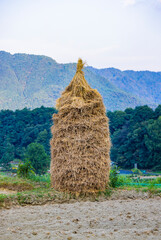 rice field in the mountains