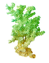 Coral isolated on white background
