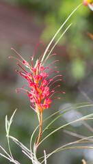 Grevillea 'Robyn Gordon' in Queensland Australia. Beautiful pink flower with a bokeh background. 
