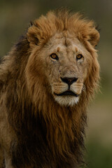 Close up portrait of head of male lion called Orkitiko  lion of Topi pride of lions in Maasai Mara.