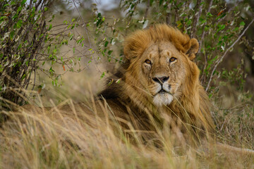 Olopolos the male lion of Topi pride of lions in Maasai Mara in the grass.