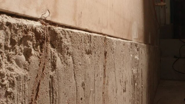 A termite climbing a wall going to a. colony in the walls of a garage in a home shot on a Super Macro lens almost National Geographic style.