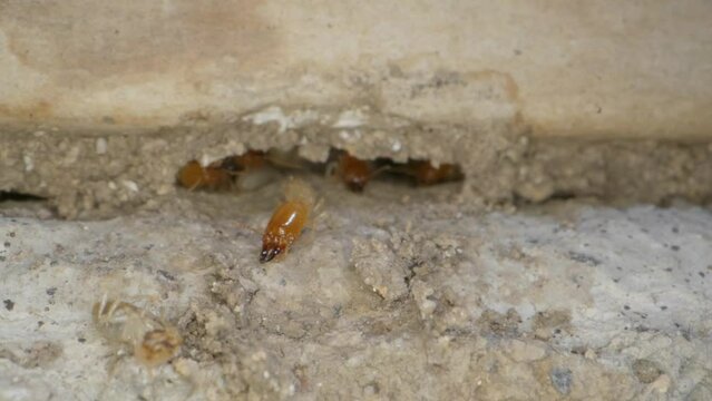 A termite colony in the walls of a garage in a home shot on a Super Macro lens almost National Geographic style.