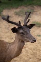 Fallow deer buck in a side profile. 