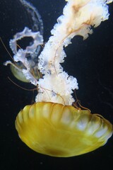 クラゲ　加茂水族館