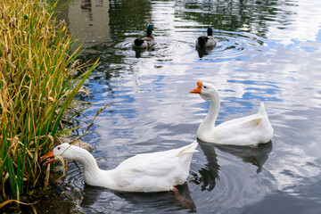 Two white chinese swan geese at Ashley Pond of Los Alamos