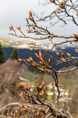 spring, the first buds on trees and flowers on subalpine meadows wake up from hibernation, the birth of a new life in nature.