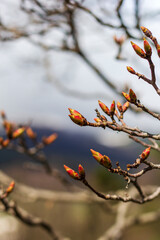 spring, the first buds on trees and flowers on subalpine meadows wake up from hibernation, the birth of a new life in nature.